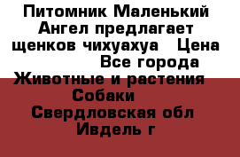 Питомник Маленький Ангел предлагает щенков чихуахуа › Цена ­ 10 000 - Все города Животные и растения » Собаки   . Свердловская обл.,Ивдель г.